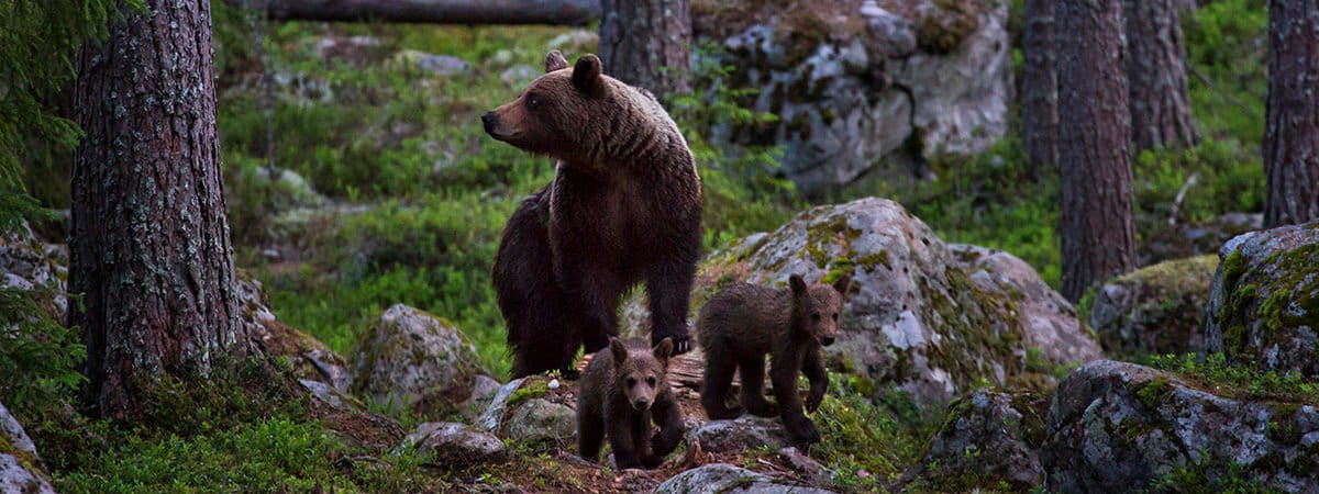 A mother brown bear and her two cubs in the Gästrikland region of Sweden. Image by Roger Borgelid for Mongabay.