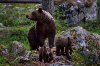 A mother brown bear and her two cubs in the Gästrikland region of Sweden. Image by Roger Borgelid for Mongabay.