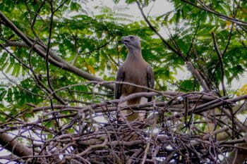 Grey-headed fish eagle. Image by David Li.
