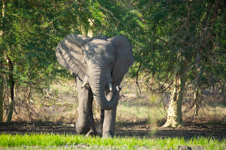 Gorongosa National Park is being reforested via coffee and agroforestry