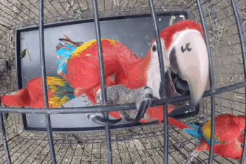 A scarlet macaw reared by the WCS Guatemala Program is ready to fly into the forest. Photo courtesy of WCS.