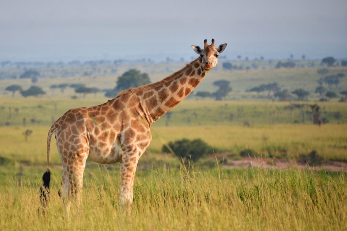 Young giraffe in Uganda. Image by Rod Waddington / Flickr.