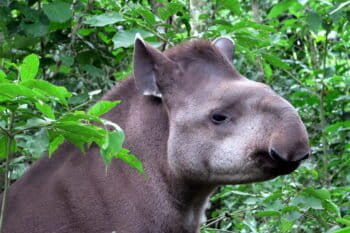 Tapir at the Ambue Ari Sanctuary of Comunidad Inti Wara Yassi. Courtesy of CIWY