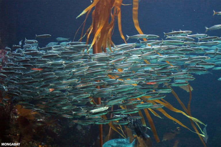 Pacific sardines. Photo by Rhett A. Butler.