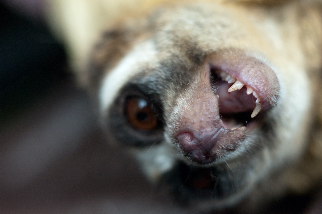 An adult male Loris showing its teeth. Photo by by Andrew Walmsley courtesy of the Little Fireface Project.