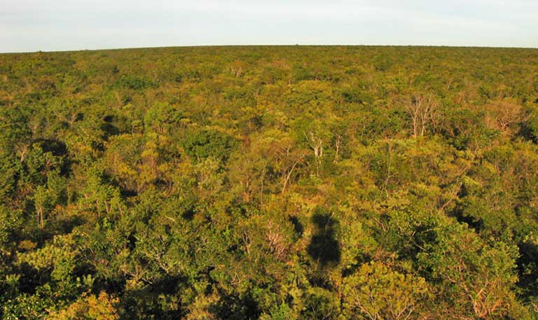 Cerrado brasileiro receberá santuário para preservação de felinos  selvagens - 02/11/2017 - UOL Notícias