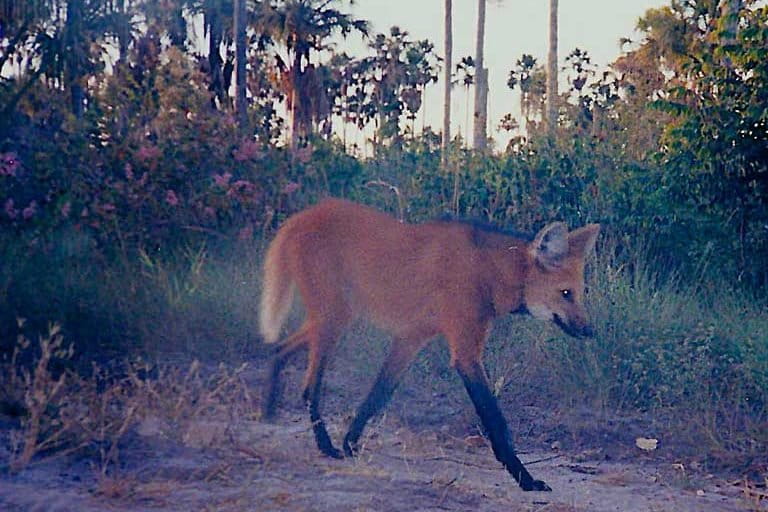 A Maned wolf (Chrysocyon brachyurus). Image courtesy of Guilherme Ferreira/Instituto Biotrópicos.