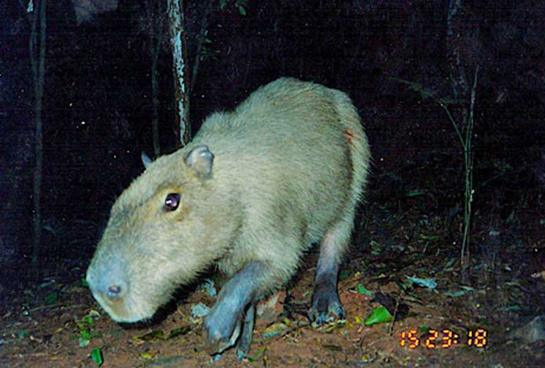 Cerrado brasileiro receberá santuário para preservação de felinos  selvagens - 02/11/2017 - UOL Notícias