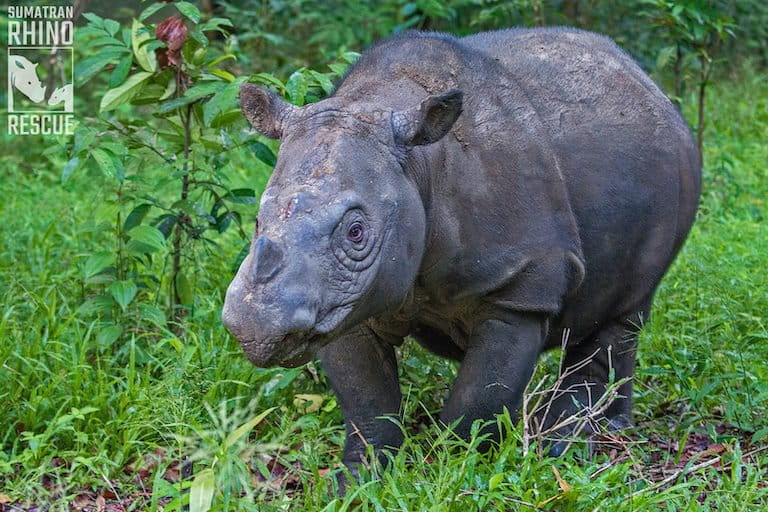 Sumatran Rhino Rescue Alliance, Projects