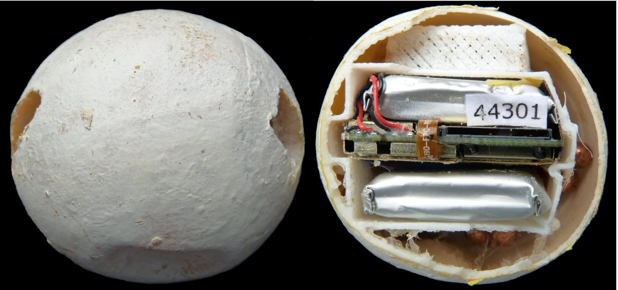 The turtle egg that pinged back Tracing a poaching pathway in Costa Rica