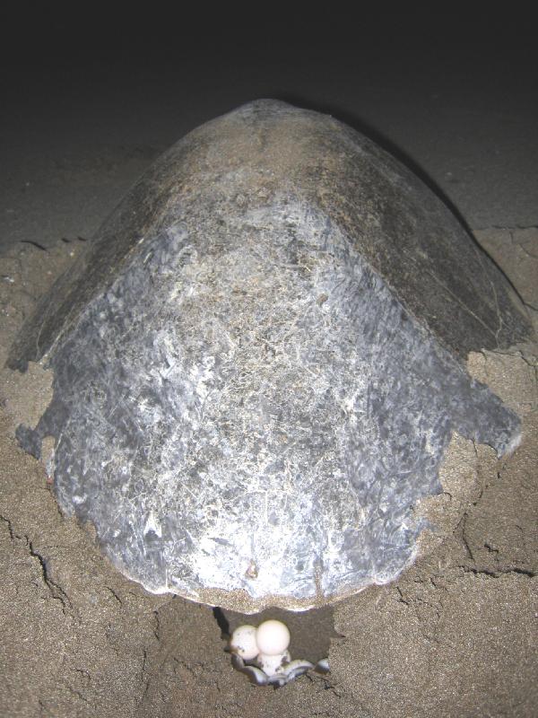 Olive ridley's sea turtle laying eggs. Image via Wikimedia Commons (CC BY-SA 3.0)