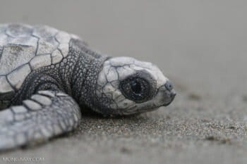 Newly hatched olive ridley sea turtle in Costa Rica. Photo by Rhett A. Butler.