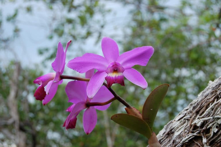 Cattleya violacea. © Sir Ghillean Prance