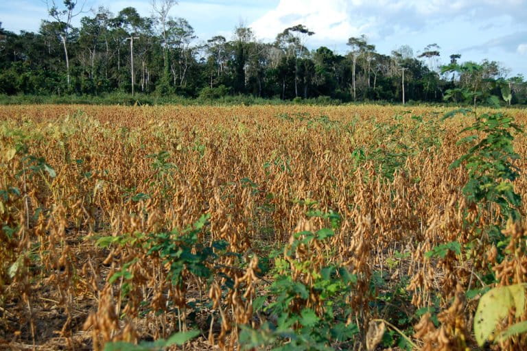 Soya near Santarem, Brazil. © Sir Ghillean Prance