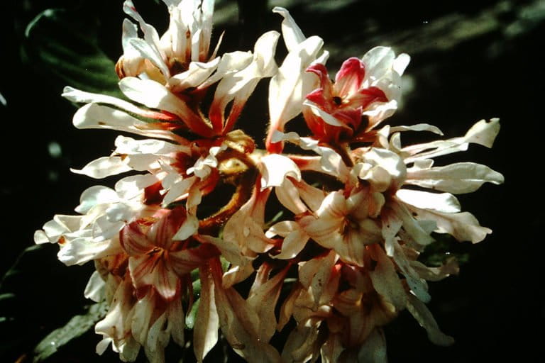 Gleasonia prancei on Serra do Aracá. © Sir Ghillean Prance