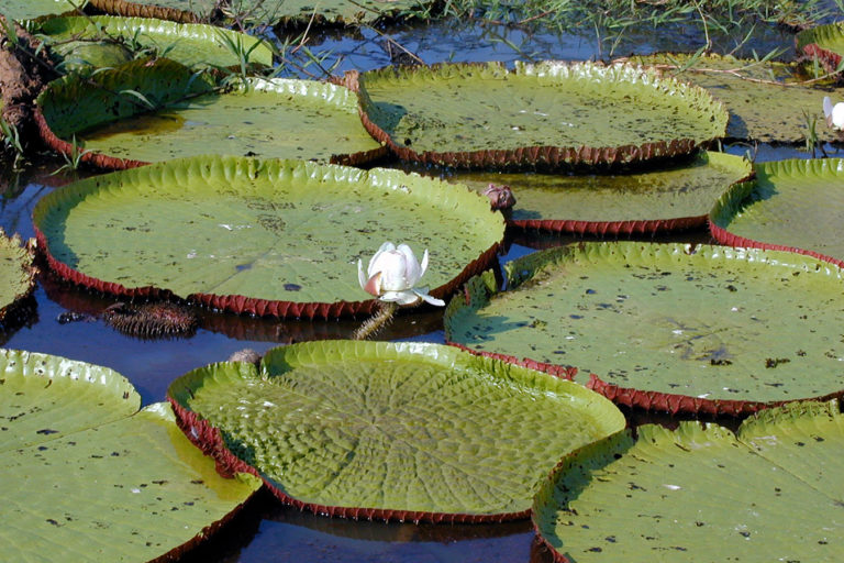 Victoria amazonica. © Sir Ghillean Prance