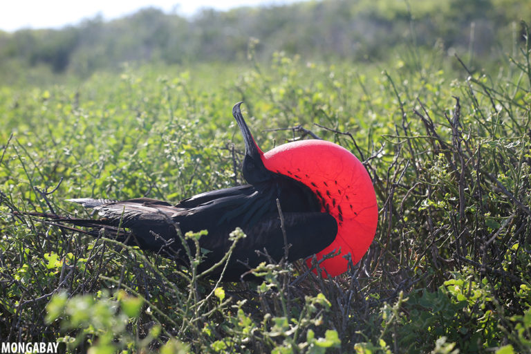 Frigatebird displaying in the Galapagos. The Wyss Campaign for Nature partnered with the Charles Darwin Foundation to strengthen the management of the 138,872 square kilometer Galapagos Marine Reserve. Photo by Rhett A. Butler