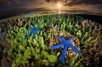 A coral reef in Indonesia. Photo by Grant Thomas / Coral Reef Image Bank.