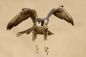 Peregrines falcon in Peru. Photo by Miguel Moran.