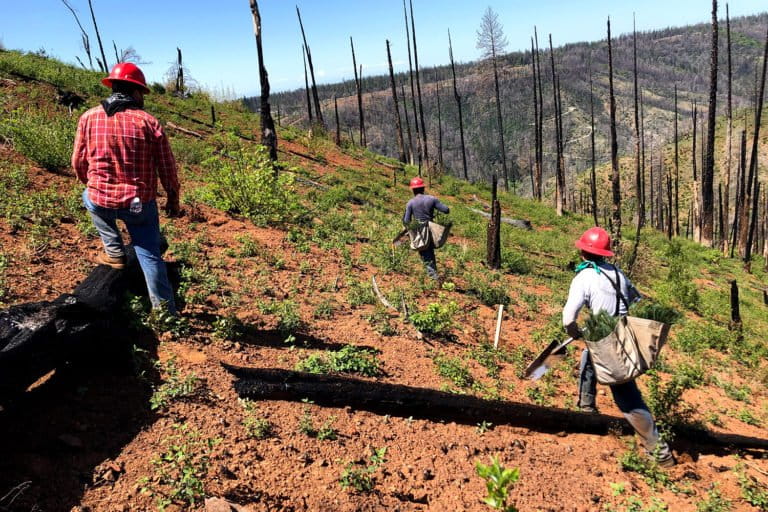 Conducting climate-informed reforestation in an area burned by the Camp Fire in California. Courtesy of American Forests.