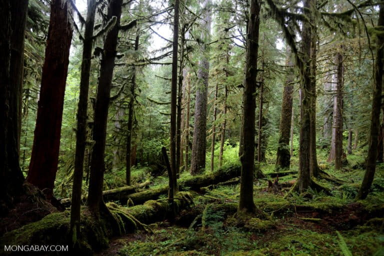 Forest on the Olympic Peninsula, Washington. Photo by Rhett A. Butler.