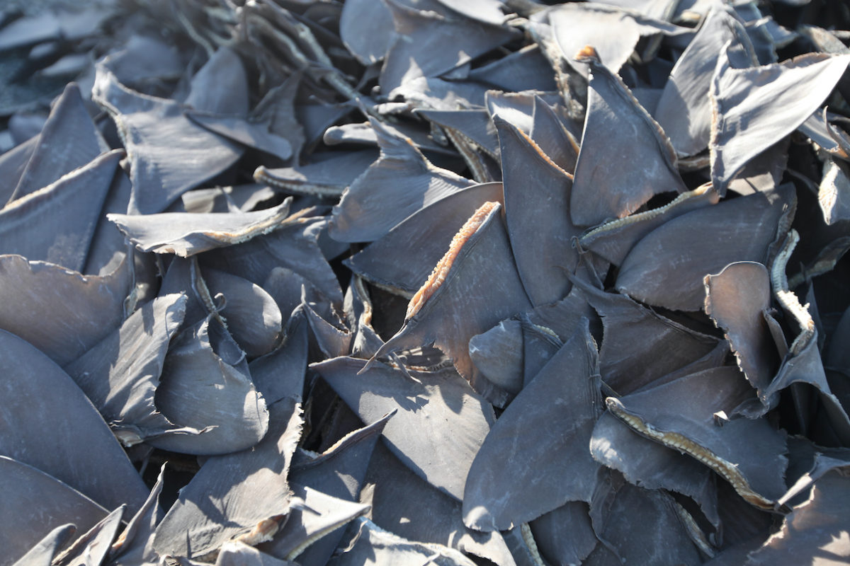 Efforts to tackle shark fin trade need to focus closer to shore, study says Efforts to tackle shark fin trade need to focus closer to shore, study says