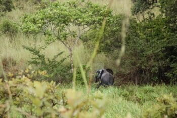 Elephant, Lopé National Park, Gabon. Image by Nathalie Bertrams for Mongabay.
