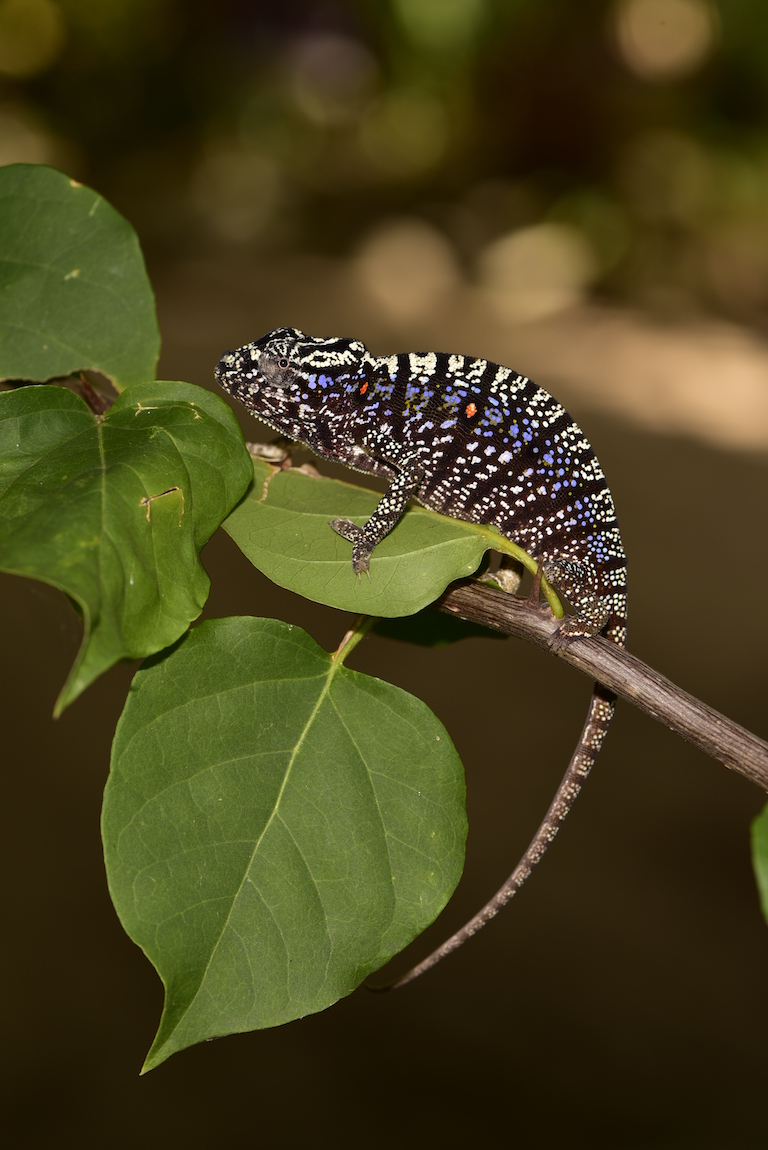 Chameleon Returns After Missing for a Century