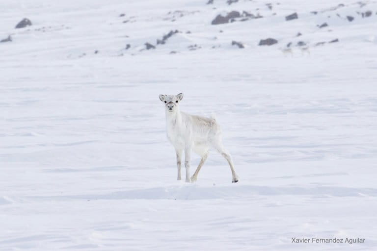 Caribou calf. Photo © Xavier Fernandez Aguilar