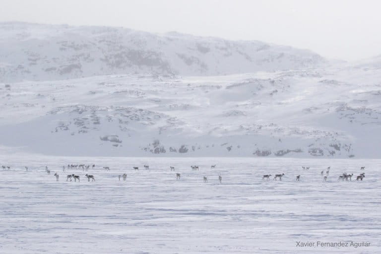 The Dolphin and Union caribou herd. Photo © Xavier Fernandez Aguilar.