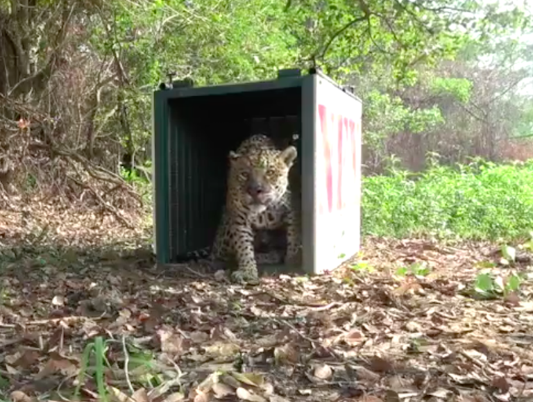 Rescued jaguar being released back into the wild. Image by Panthera.