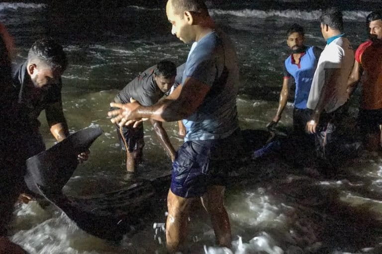 Indonesian volunteers save six beached whales