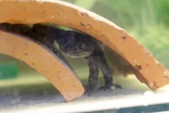 A Loa water frog at the National Zoo of Chile. Photo by the Metropolitan Park of Santiago Parquemet