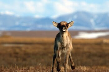 Banner image of a caribou calf in the archive study area by Karsten Heuer.