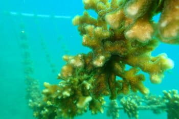 Coral garden. Photo credit: Raising Coral Costa Rica
