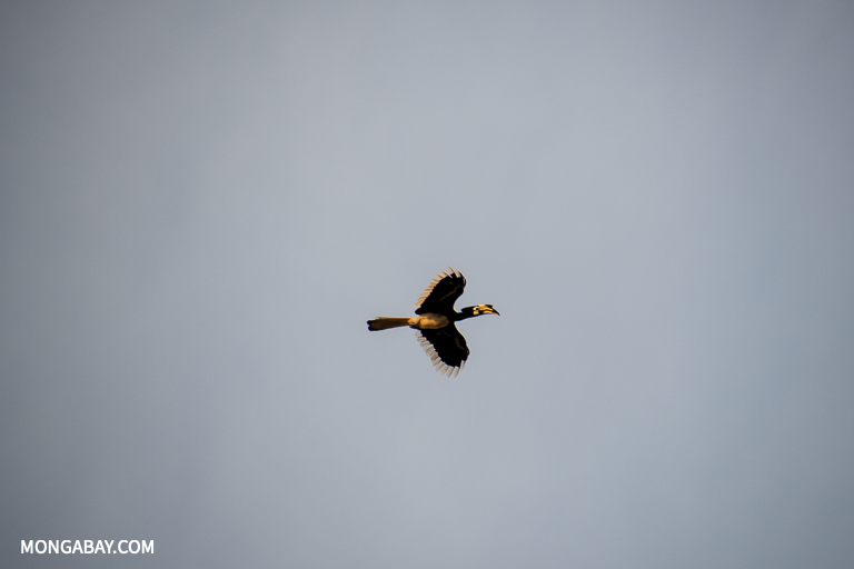 A helmeted hornbill flies over the Kinabatangan River in Sabah. Image by John C. Cannon/Mongabay.