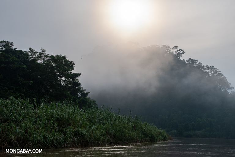 Mist on the Kinabatangan River. Image by John C. Cannon/Mongabay.