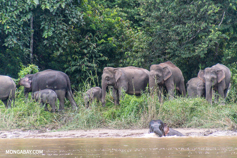 A herd of Bornean elephants in Sabah. Image by John C. Cannon/Mongabay.