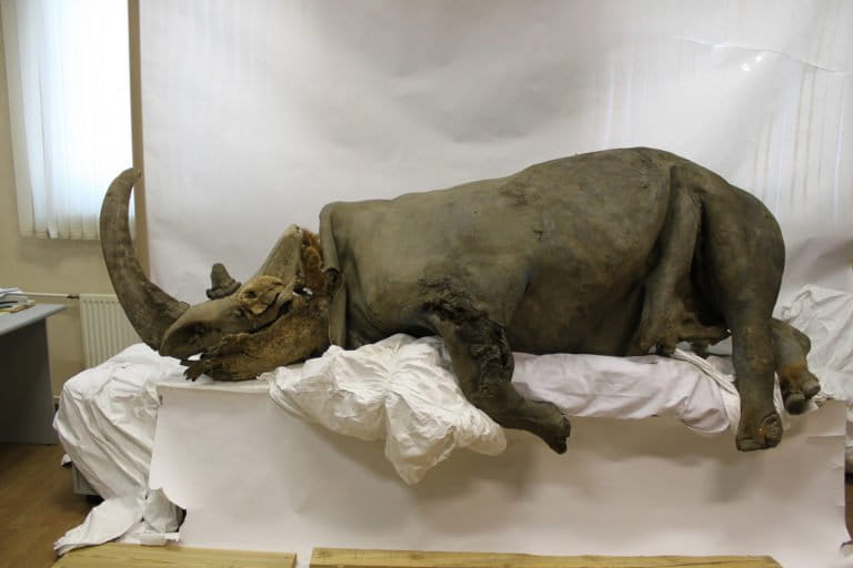 Why did the woolly rhino go extinct?