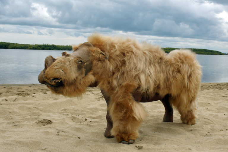 Recréation d'un rhinocéros laineux faite à partir d'un bébé rhinocéros laineux préservé découvert en Sibérie. Crédit photo : Albert Protopopov