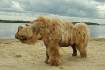 Recreation of a wooly rhino made from a preserved baby wooly rhino discovered in Siberia. Photo credit: Albert Protopopov
