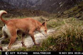 A trail camera captures a rare shot of a New Guinea singing dog in 2016. These pictures were the first solid evidence that the dogs were present around Grasberg mine. Photo credit: James McIntyre.
