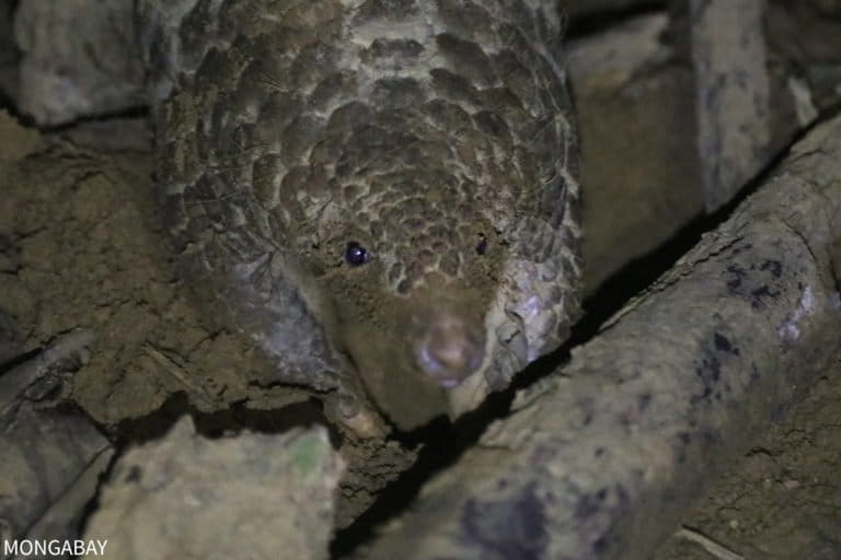 Pangolin rescued from the wildlife trade in Vietnam. Photo by Rhett A. Butler