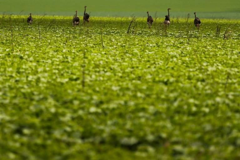 As Amazon Deforestation Hits 12 Year High France Rejects Brazilian Soy