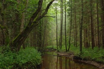 Wooded landscape in Kõrvemaa Nature Park, Estonia. Image courtesy of Ireen Trummer via Creative Commons CC BY-SA 3.0.