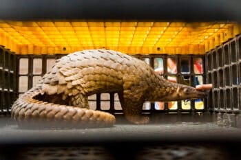 Pangolin bust, Medan, Indonesia, April 2015. Over 4000 frozen, 97 live and 77 kg of scale where confiscated during a WCS and national police bust of a wildlife trade. Photo: Paul Hilton for WCS
