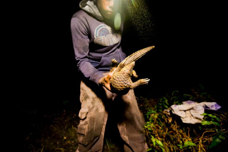 A poacher catches a juvenile sunda pangolin in the early hours of the morning, Kalimantan, Indonesia. The demand for pangolin meat and scales used in traditional Chinese medicine in China and Vietnam is pushing the pangolin to extinction. Researchers at IUCN say that over a million pangolins were caught in the last decade, which makes them the most illegally-traded mammal in the world. Photo: Paul Hilton for WildAid