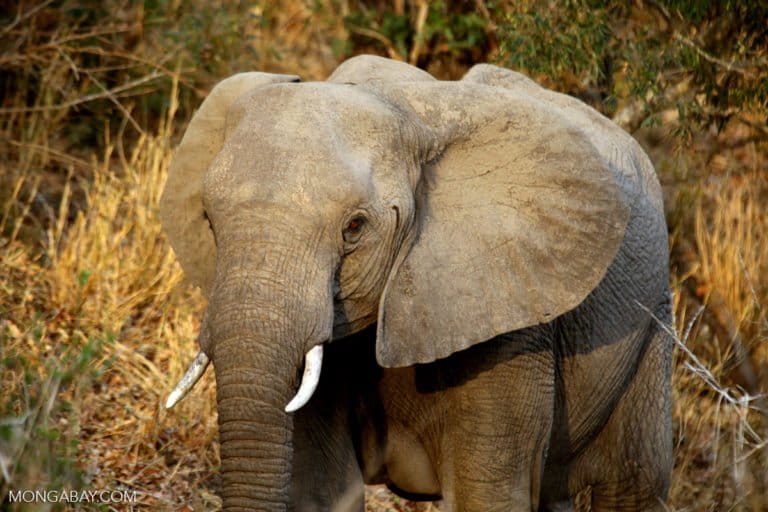 Wild elephant in South Africa. Photo credit: Rhett A. Butler