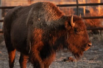 A bison in the holding pen. Image © Clay Bolt/WWF.