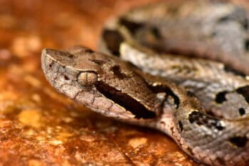 Pit Viper in striking mode. The 'mountain fer-de-lance' is a new species of pit viper that was discovered on the Zongo RAP survey. It has since been described as Bothrops monsignifer. Bothrops is a genus of pit vipers endemic to Central and South America. The generic name, Bothrops, is derived from the Greek words βόθρος, bothros, meaning "pit", and ώπς, ops, meaning "eye" or "face", together an allusion to the heat-sensitive loreal pit organs.